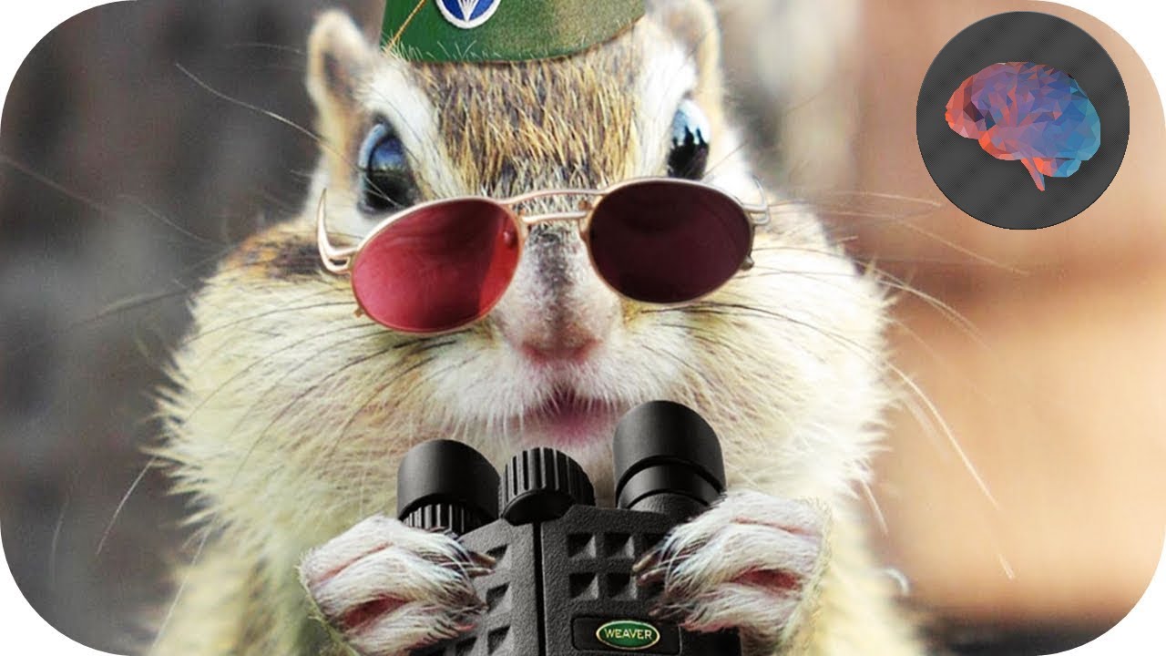 THE AMAZING CAT by sara - Ourboox.com