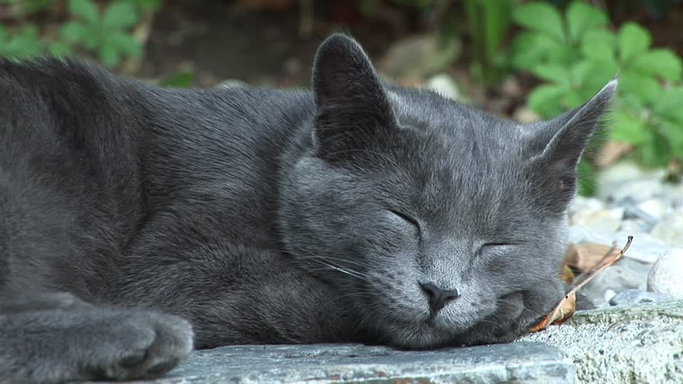 THE AMAZING CAT by sara - Ourboox.com