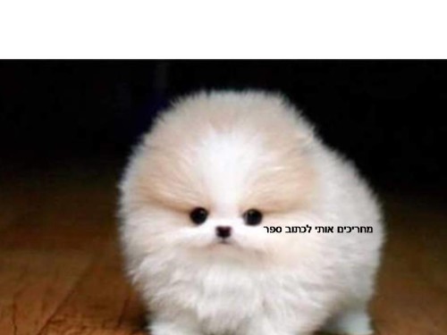 אילן מחריך אותי לכתוב ספר by shshshshsh - Ourboox.com