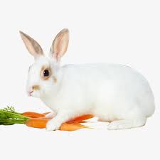 انشودة الارنب by noall - Ourboox.com