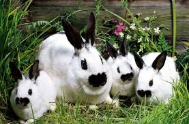 انشودة الارنب by noall - Ourboox.com