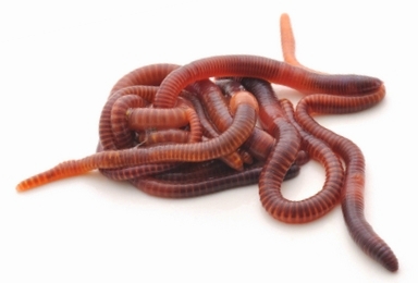 ha sefer shelano by tzvi ka - Illustrated by א.ב. גדה - Ourboox.com