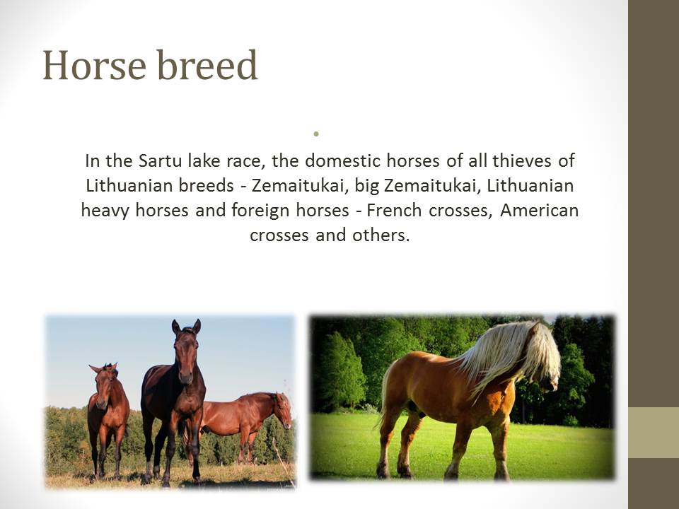 Horse race by Gustas - Ourboox.com