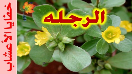 الفرفحينا by tamarabibi - Illustrated by تمارا بيبي - Ourboox.com