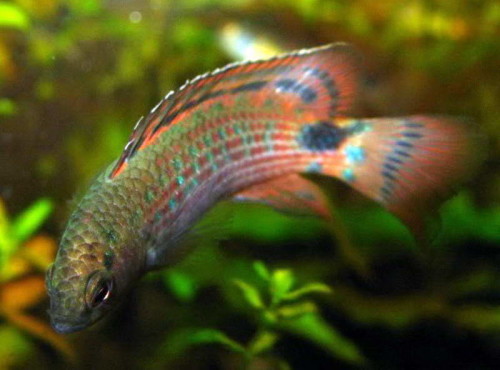 דג מחליף צבעים by isca cohen - Illustrated by מטח- המרכז לטכנולוגיה חינוכית - Ourboox.com