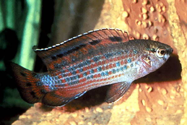 דג מחליף צבעים by isca cohen - Illustrated by מטח- המרכז לטכנולוגיה חינוכית - Ourboox.com