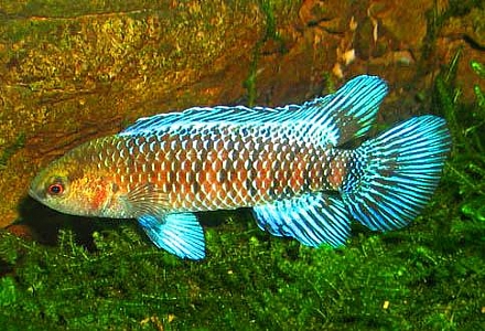 דג מחליף צבעים by isca cohen - Illustrated by מטח- המרכז לטכנולוגיה חינוכית - Ourboox.com