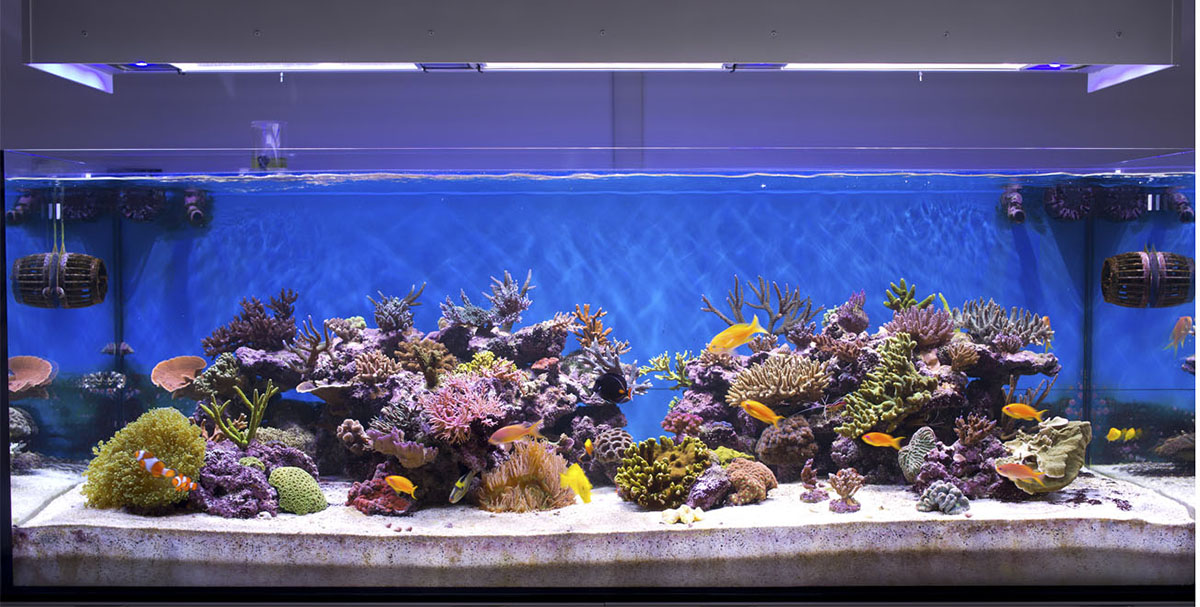 דג מחליף צבעים by isca cohen - Illustrated by מטח- המרכז לטכנולוגיה חינוכית - Ourboox.com