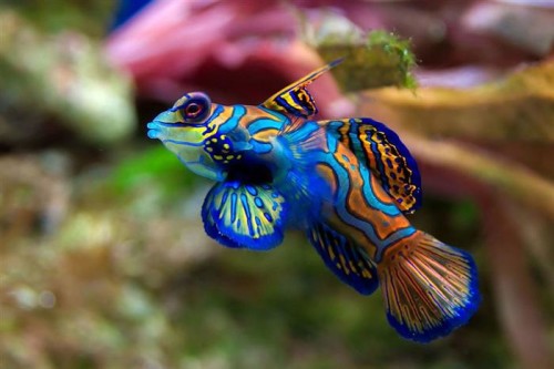 דג מחליף צבעים by isca cohen - Illustrated by מטח- המרכז לטכנולוגיה חינוכית - Ourboox.com