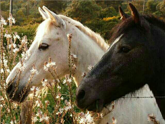 The Last Song by Arline Aguilar - Ourboox.com