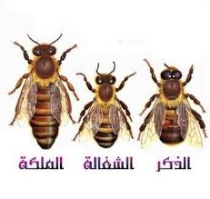 النحلة by sujud - Ourboox.com