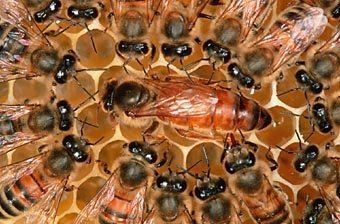 النحلة by sujud - Ourboox.com