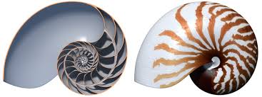 Matematiğin resmini çek by zerrin - Ourboox.com