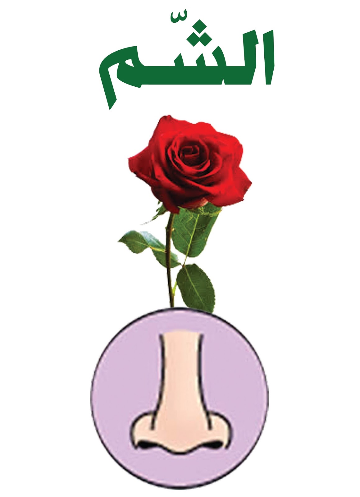 كتاب الحواس by lana nahas - Illustrated by لنا نحاس - Ourboox.com