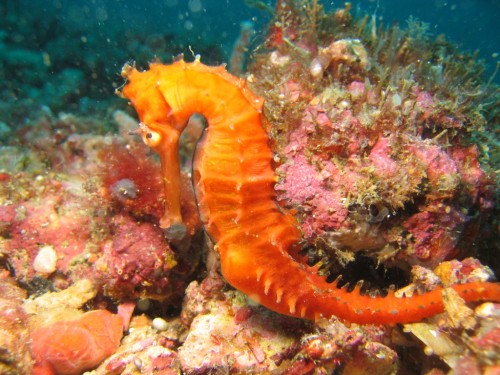 الحيوانات البحرية by malak - Illustrated by ملك نداف - Ourboox.com