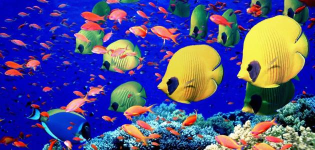 الحيوانات البحرية by malak - Illustrated by ملك نداف - Ourboox.com