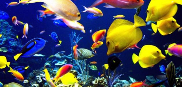 كتاب الحيوانات البحرية by memeasaad - Illustrated by تميمة أسعد  - Ourboox.com