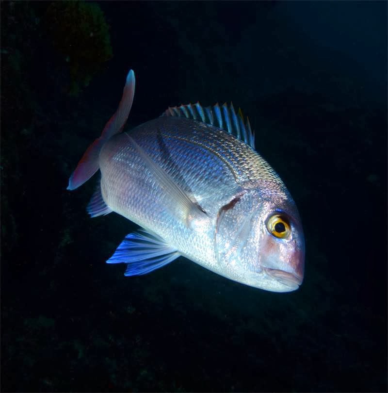 كتاب الحيوانات البحرية by memeasaad - Illustrated by تميمة أسعد  - Ourboox.com