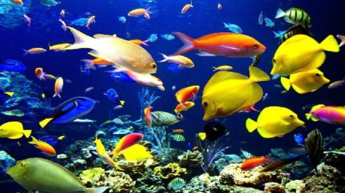 الاسماك ومميزاته by aseelsliman - Ourboox.com