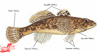 الاسماك by maysaa - Ourboox.com