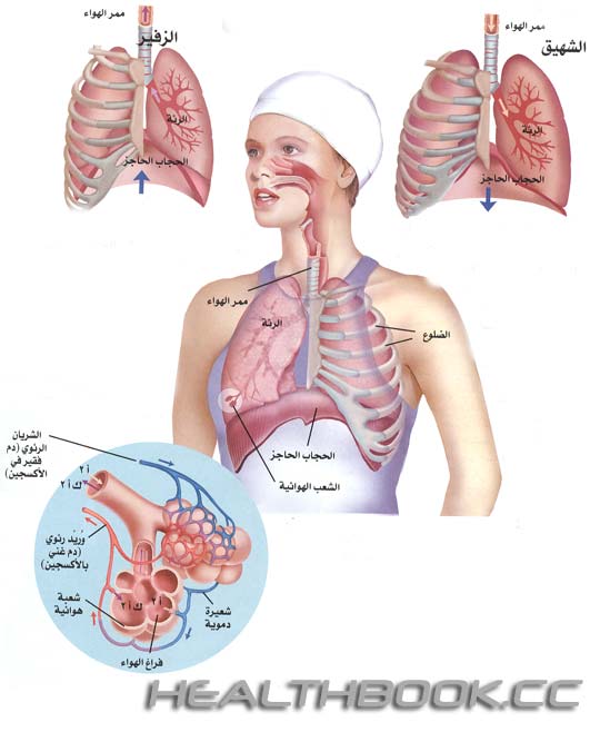 أجهزة الجسم by maramjbareen - Ourboox.com