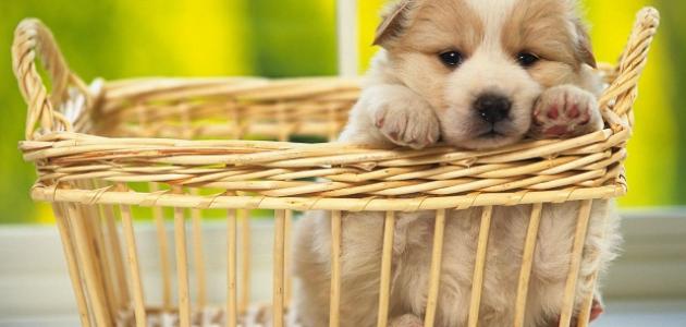 الحيوانات by ranan troudi - Ourboox.com