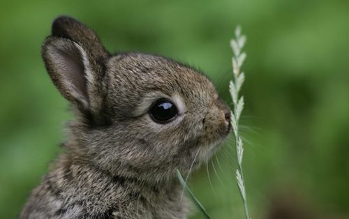 tzeela and mika by tesn - Illustrated by tzeela and mika - Ourboox.com