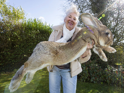 סי הגינס 2018 by lior khmelnytsky - Ourboox.com