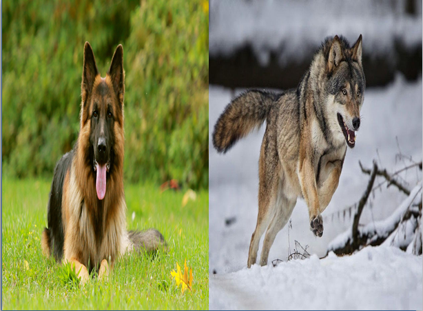 סיפור משל “הכלב והזאב”. by sojood jbareen - Illustrated by גבארין סוגוד - Ourboox.com