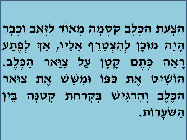 סיפור משל “הכלב והזאב”. by sojood jbareen - Illustrated by גבארין סוגוד - Ourboox.com