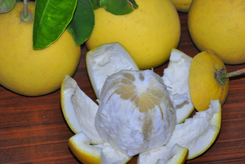 انواع الحمضيات by maysa - Illustrated by رولا  ادبية - Ourboox.com