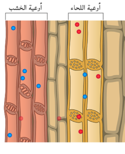 جهاز النقل في النباتات by Asmaa Zine - Ourboox.com