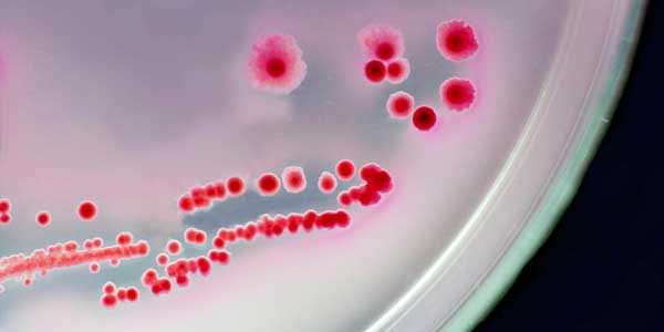 البكتيريا النافعة by adel - Ourboox.com