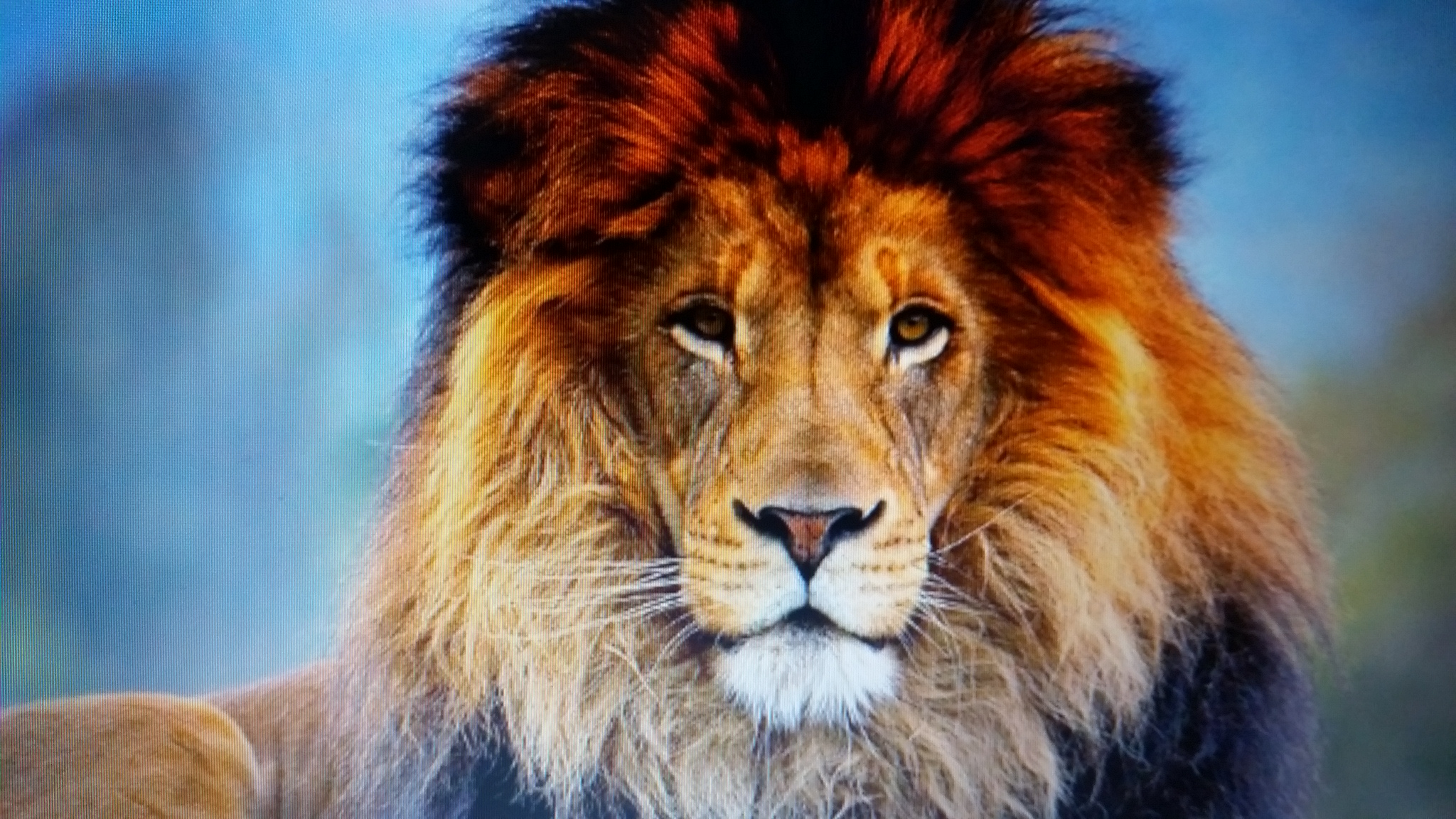 החיות שלמדנו עליהם by avishai schecter - Ourboox.com