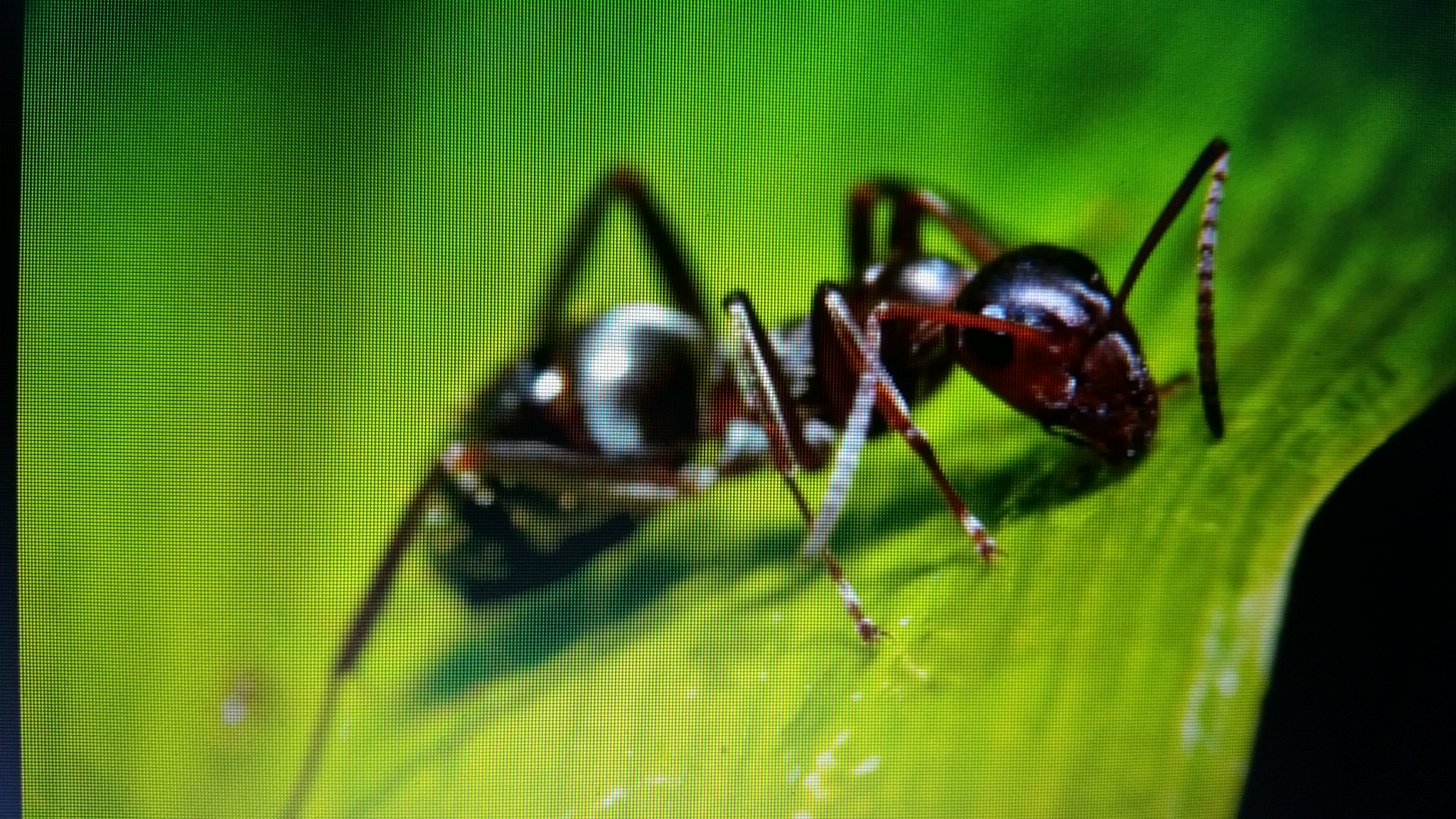 החיות שלמדנו עליהם by avishai schecter - Ourboox.com