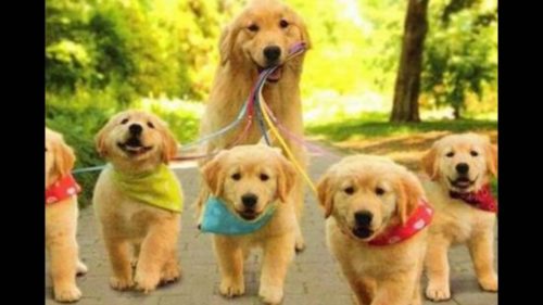 כלבים by Lia sharabi - Ourboox.com