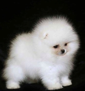 בעליי חיים by romi halabia - Illustrated by אינטרנט - Ourboox.com