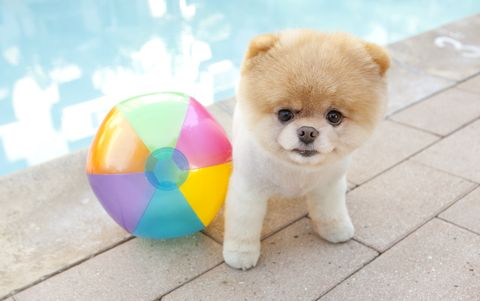 בעליי חיים by romi halabia - Illustrated by אינטרנט - Ourboox.com