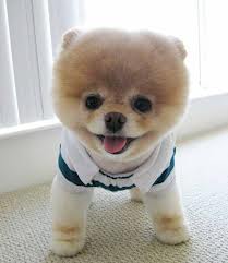 בעליי חיים by romi halabia - Illustrated by אינטרנט - Ourboox.com