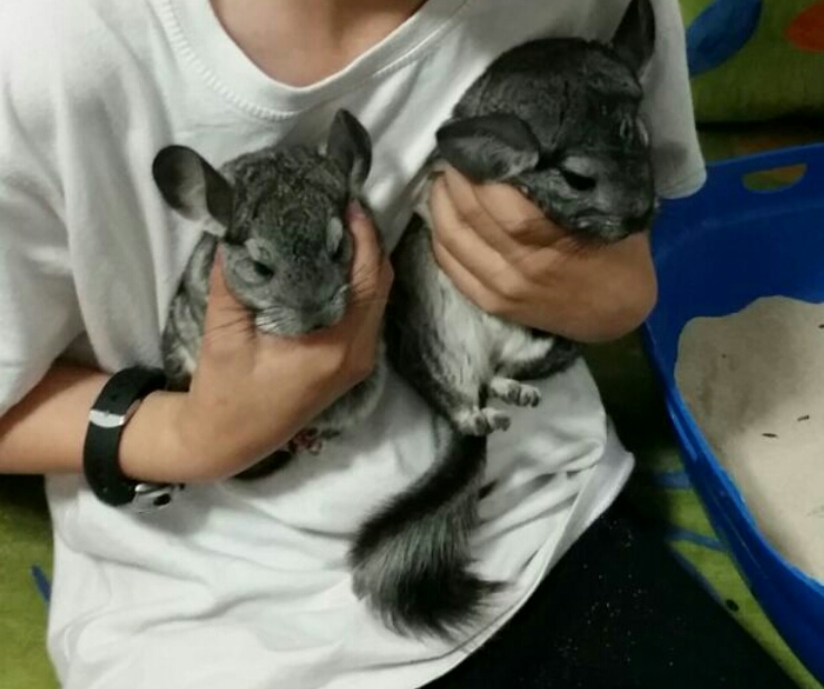 החיות שלמדנו עליהם by avishai schecter - Ourboox.com