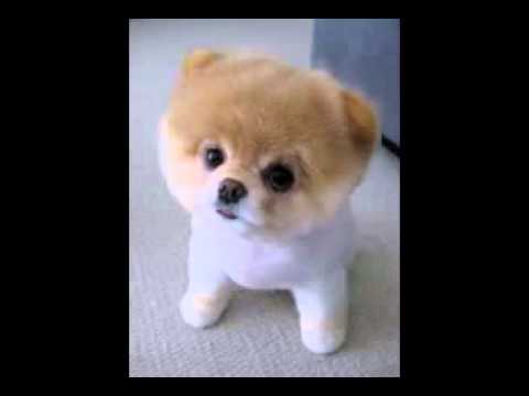 בעליי חיים by romi halabia - Illustrated by אינטרנט - Ourboox.com