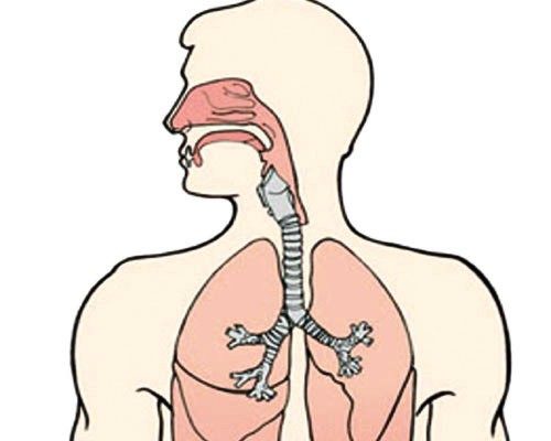 الجهاز التنفسي by amer nasser - Ourboox.com
