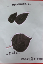 MONTESSORİ İLE GÜNLÜK YAŞAM BECERİLERİ SONBAHAR ETKİNLİĞİ by NEVİM YILDIRIM SARITEPE - Ourboox.com