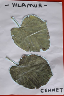 MONTESSORİ İLE GÜNLÜK YAŞAM BECERİLERİ SONBAHAR ETKİNLİĞİ by NEVİM YILDIRIM SARITEPE - Ourboox.com