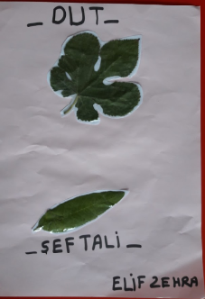 MONTESSORİ İLE GÜNLÜK YAŞAM BECERİLERİ SONBAHAR ETKİNLİĞİ by NEVİM YILDIRIM SARITEPE - Ourboox.com