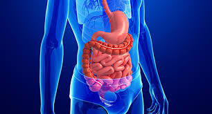 الجهاز الهضمي by Mariam shawesh - Ourboox.com