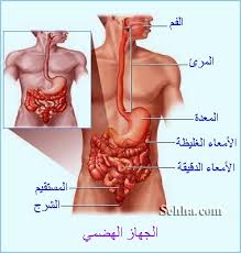 الجهاز الهضمي by amani - Ourboox.com