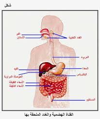 الجهازا لهضمي by nagham ana - Ourboox.com