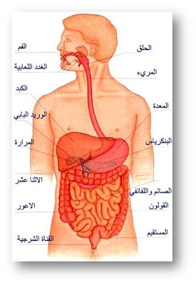 الجهاز الهضمي by WATEENSHARF - Ourboox.com