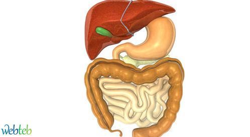 الجهازالهضمي by eman - Ourboox.com